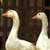 Marias_Geese