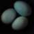 Three_Blue_Eggs